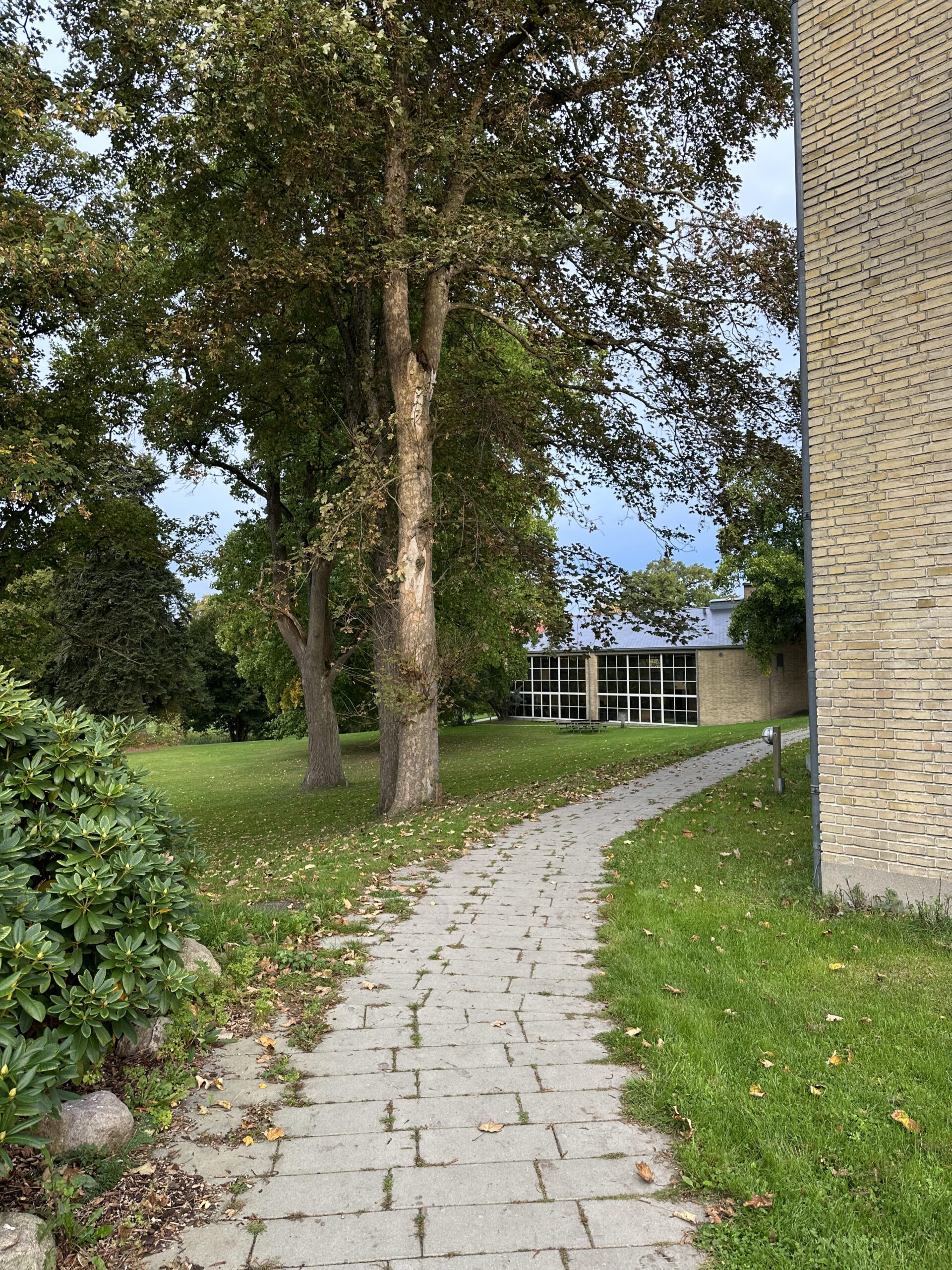 Træ i parken fældes – stien spærres af